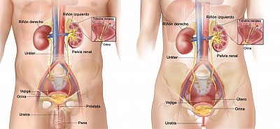 Sistema urinario