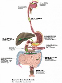 funciones del sistema digestivo
