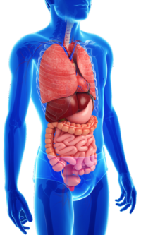 patologias del sistema digestivo
