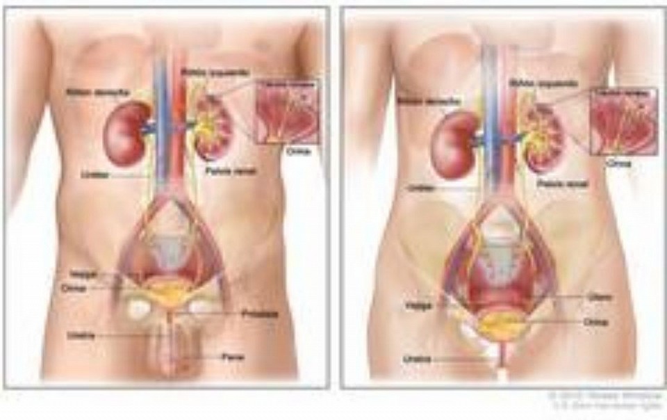 Sistema Urinario Masculino y Femenino