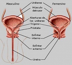 Composición de la vejiga