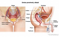 Localización de la uretra femenina y la masculina