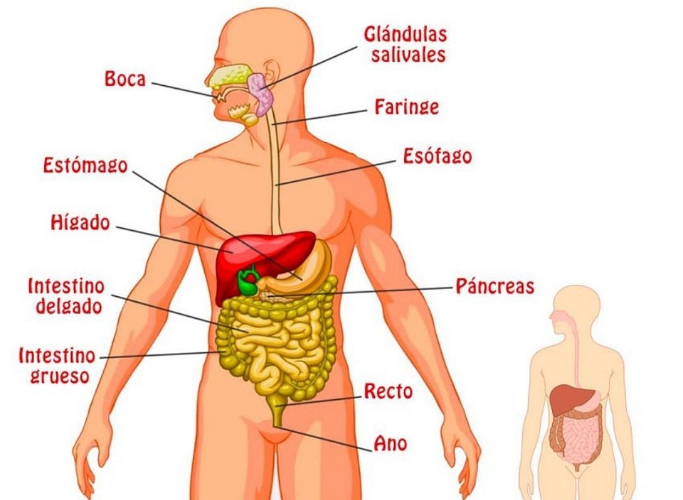 Órganos que componen el Sistema Digestivo